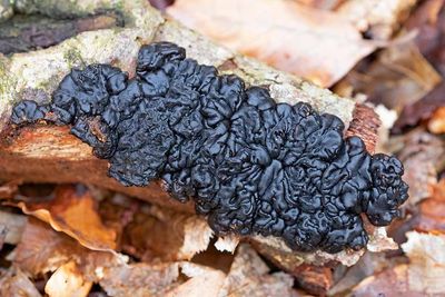 Vårtkrös, (Exidia grandulosa)