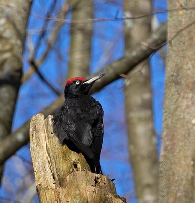 Black Woodpecker, male