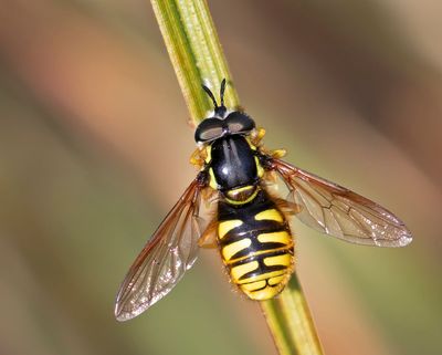 Klaffgetingfluga, (Chrysotoxum cautum)