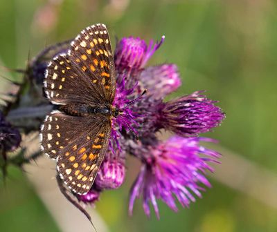 Sotnätfjäril, hona, (Melitaea diamina)
