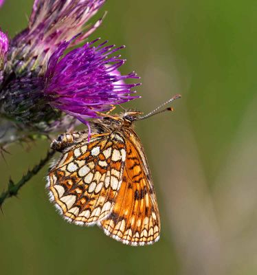 Sotnätfjäril, (Melitaea diamina)