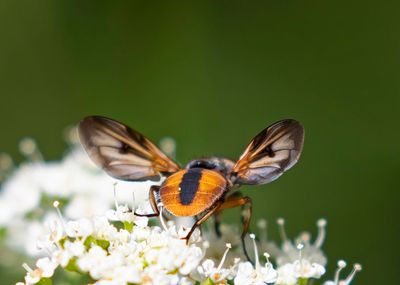 Parasitfluga Ectophasia crassipennis