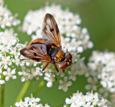 Parasitfluga Ectophasia crassipennis
