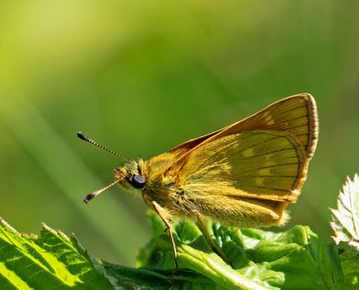 Ängssmygare, (Ochlodes sylvanus)
