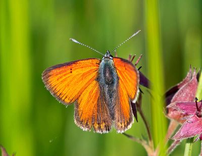 Violettkantad guldvinge, (Lycaena hippothoe), male