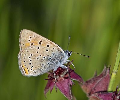 Violettkantad guldvinge, (Lycaena hippothoe), male