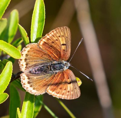 Violettkantad guldvinge, (Lycaena hippothoe), female