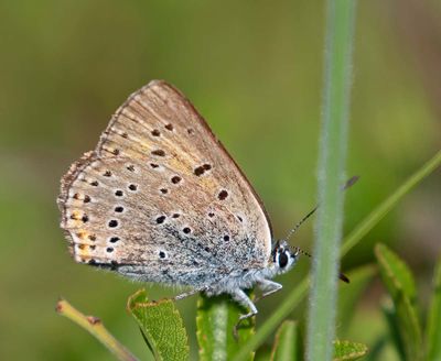 Violettkantad guldvinge, (Lycaena hippothoe), female