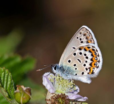 Hedblåvinge, (Plebejus idas), male