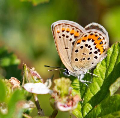 Hedblåvinge, (Plebejus idas), female