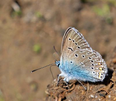 Silverblåvinge, (Polyommatus amandus), male
