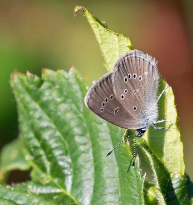 Ängsblåvinge, (Polyommatus semiargus), female