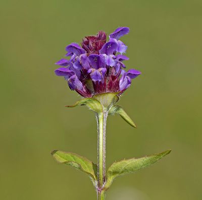 Brunrt, (Prunella vulgaris)