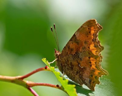 Vinbärsfuks, (Polygonia c-album)