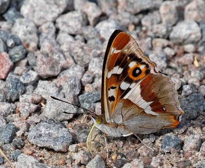 Sälgskimmerfjäril, (Apatura iris)