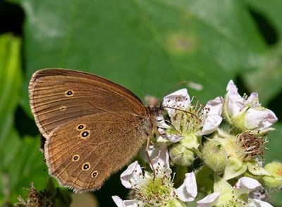 Luktgräsfjäril, (Aphantopus hyperantus), male