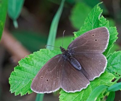 Luktgräsfjäril, (Aphantopus hyperantus), female