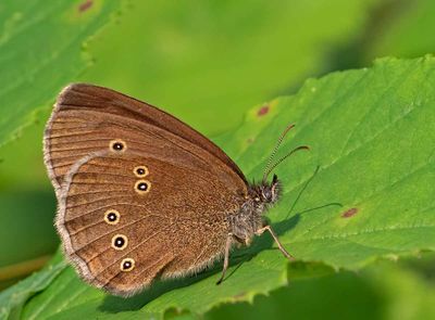 Luktgräsfjäril, (Aphantopus hyperantus), female