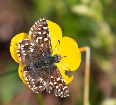 Smultronvisslare, (Pyrgus malvae)