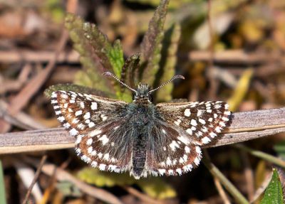 Smultronvisslare, (Pyrgus malvae)