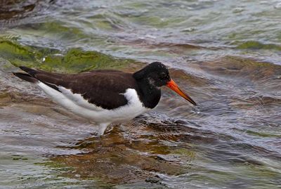 Eurasian Oystercatcher, adult