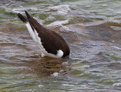 Eurasian Oystercatcher, looking for food