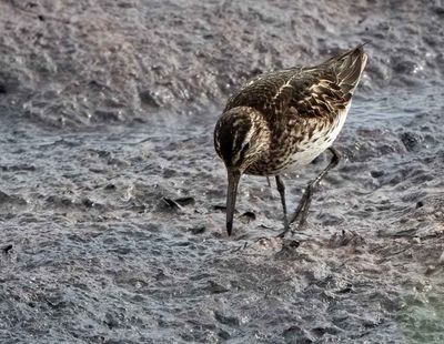 Broad-billed Sandpiper, adult