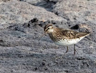 Broad-billed Sandpiper, adult