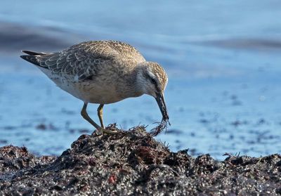 Red Knot, juvenile