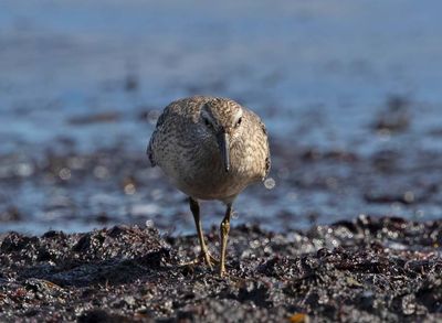 Red Knot, juvenile