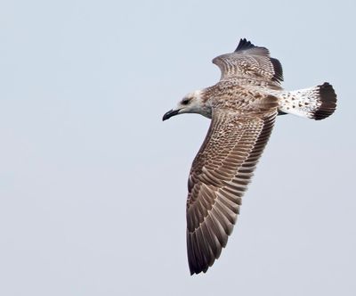 Yellow-legged Gull, (Medelhavstrut)