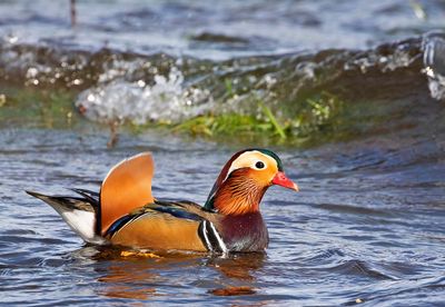 Mandarin Duck, adult male