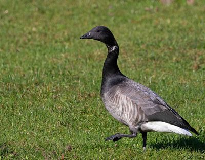 Brent Goose, (Prutgås)
