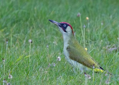 European Green Woodpecker, male