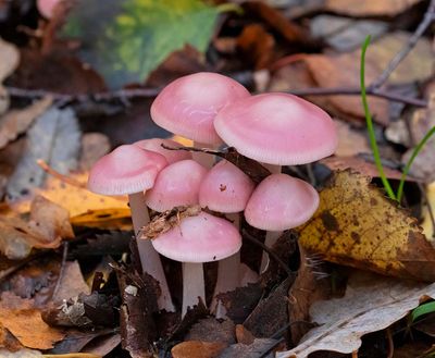 Rosa rättikhätta, (Mycena rosea)
