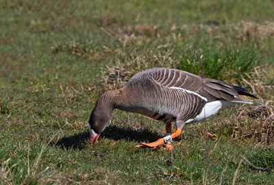 Lesser White-fronted Goose, individual colour marks