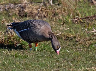 Lesser White-fronted Goose, individual colour marks