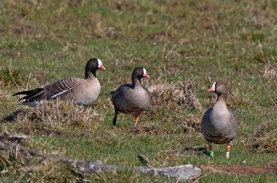 Lesser White-fronted Geese, with individual colour marks