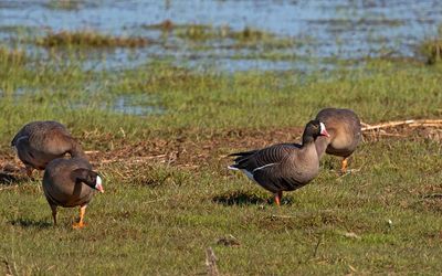 Lesser White-fronted Geese