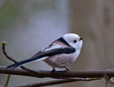 Long-tailed Tit, Stjrtmes