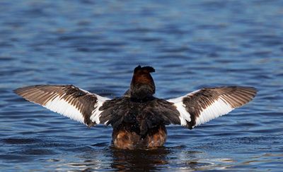 Great Crested Grebe, testing the wings