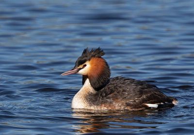 Great Crested Grebe, Skggdopping, male in breeding plumage