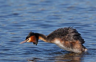 Great Crested Grebe, male
