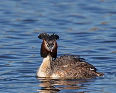 Great Crested Grebe, male in breeding plumage