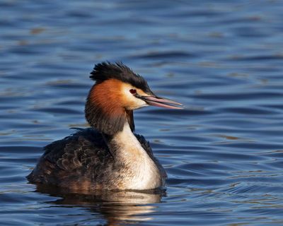 Great Crested Grebe, male in breeding plumage