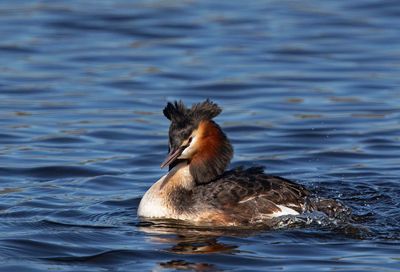 Great Crested Grebe, male taking a bath