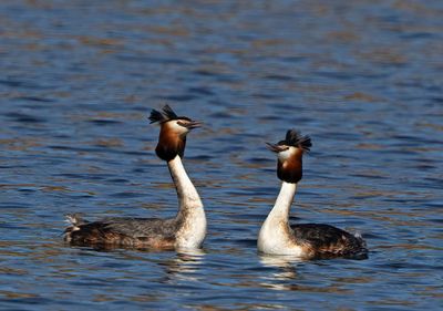 Great Crested Grebe, courtship rituals