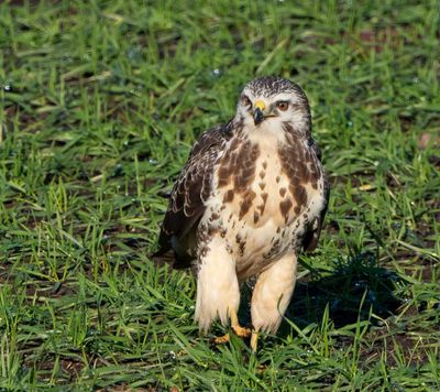 Common Buzzard, juvenile, looking for worms