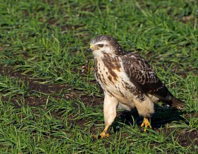 Common Buzzard, juvenile, looking for worms