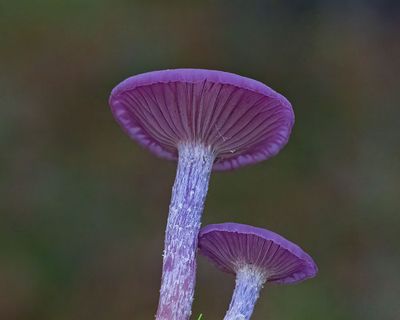 Ametistskivling, (Laccaria amethystina) 5140 Tjörnedalaskogen.jpg